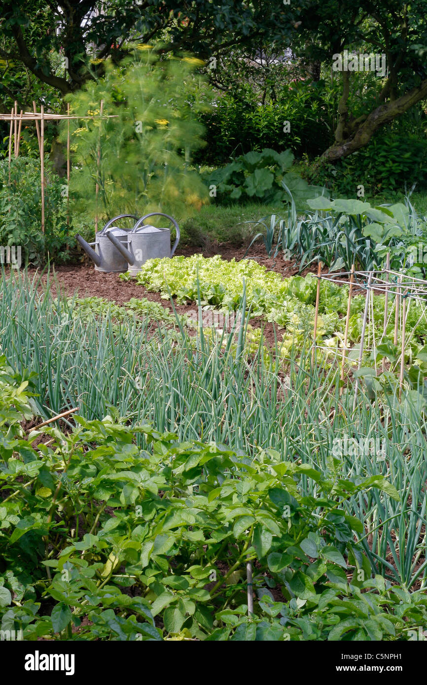 Vegetable plots of potatoes, shallots, lettuce, leeks, and two zinc watering cans near a fennel. Stock Photo