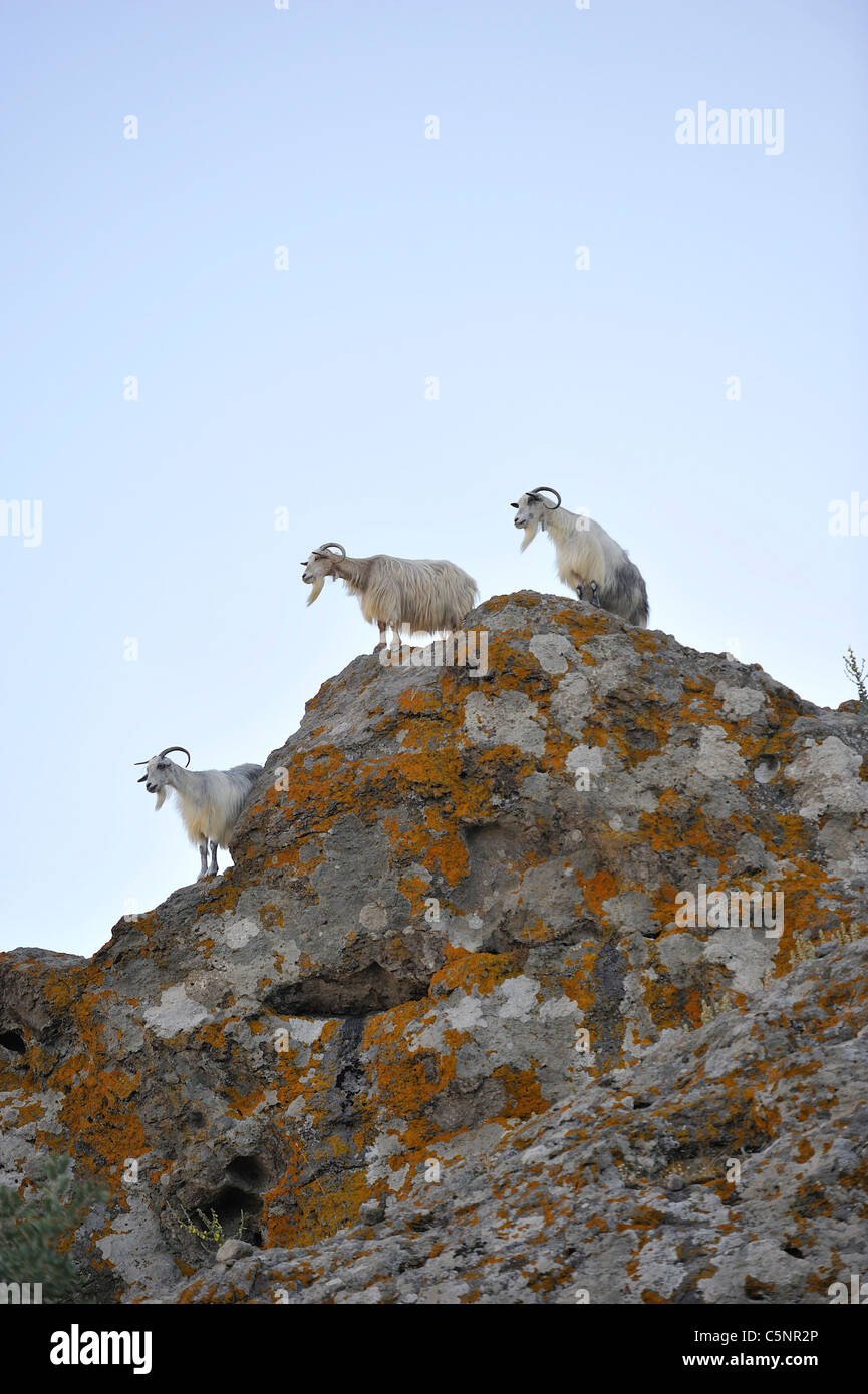 Three horned goats stand as sentinel over the rocky bluff of Myrina; Limnos, North-East Aegean Islands. Greece Stock Photo