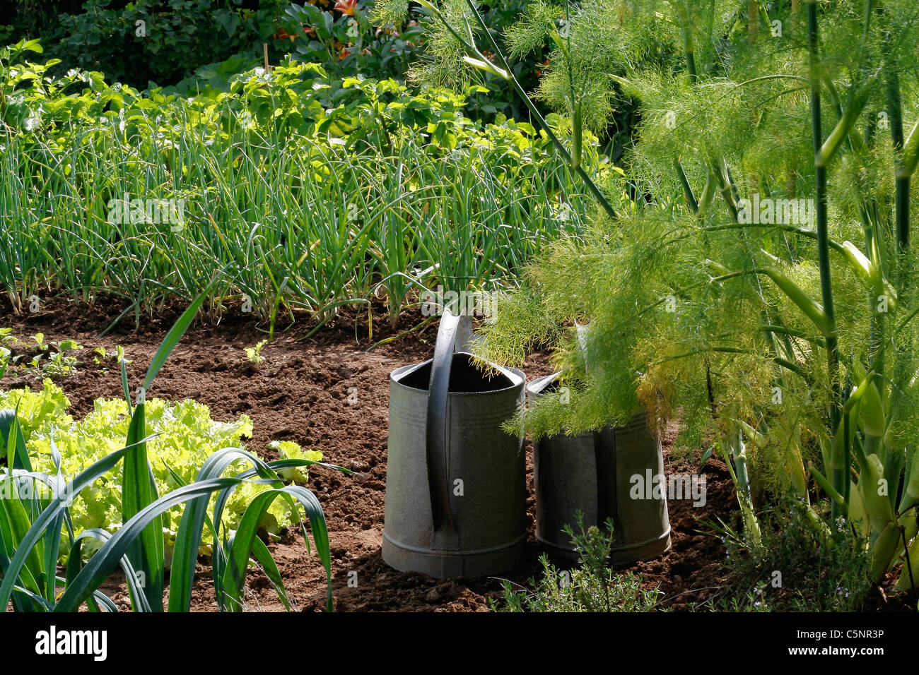 Two zinc watering cans near a Fennel (Foeniculum vulgare) growing in a vegetable garden. Stock Photo