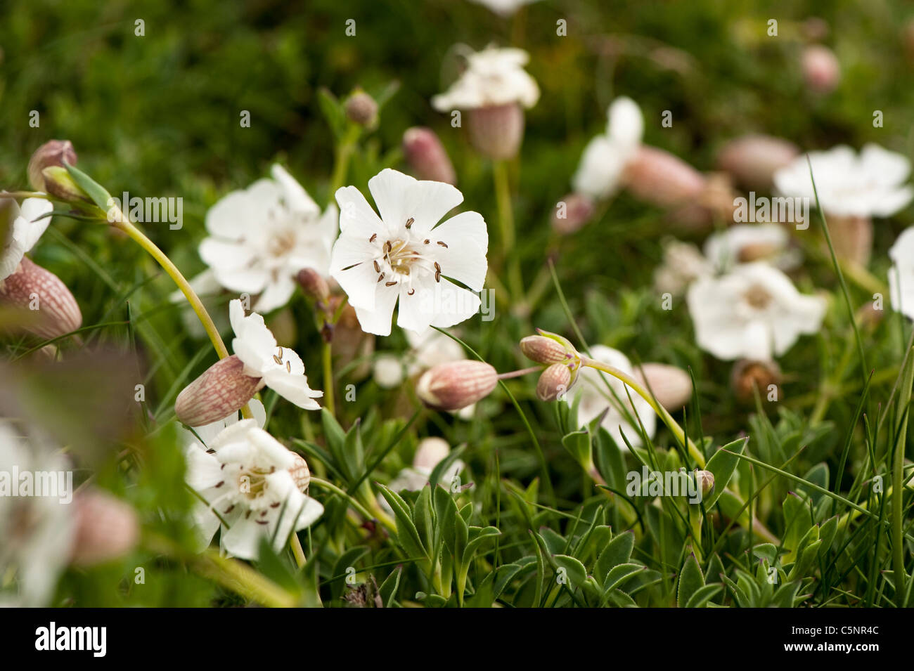 Sea Campion, Silene uniflora, in flower Stock Photo