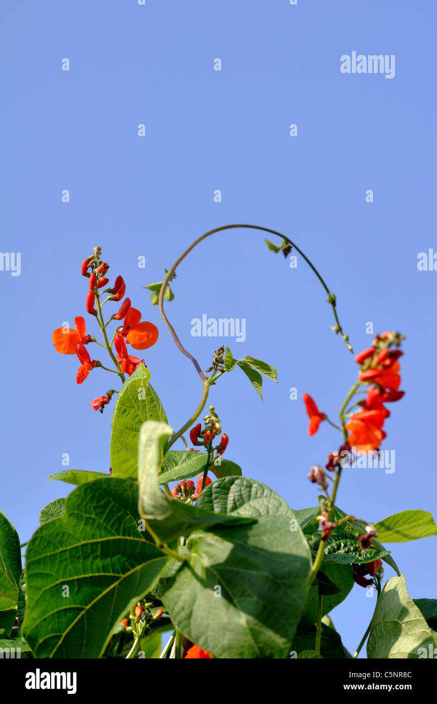 Runner bean flowers, variety Armstrong Stock Photo Alamy