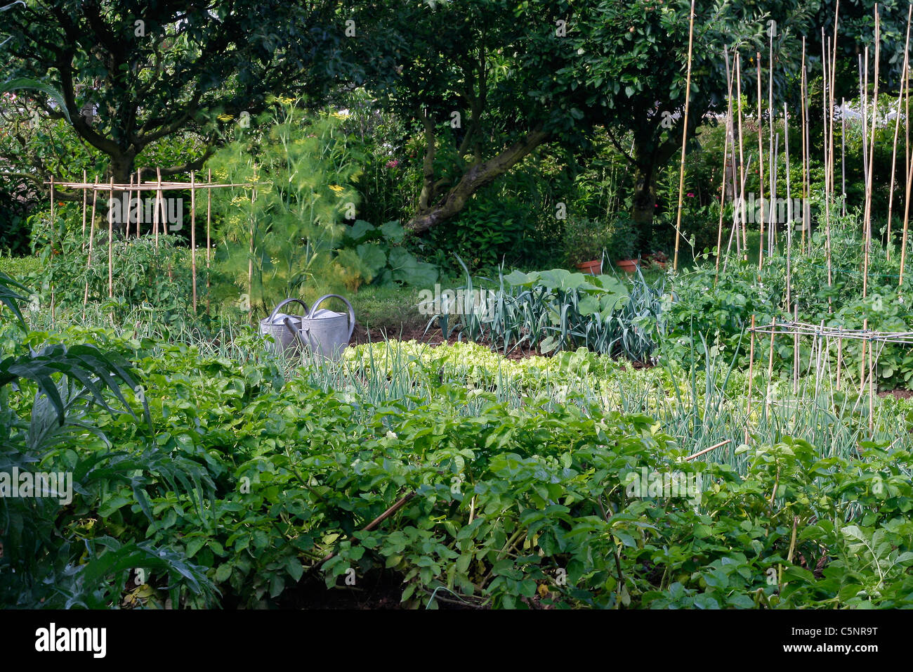 vegetable plots of potatoes, shallots, lettuce leeks, leeks, in a vegetable garden. Stock Photo