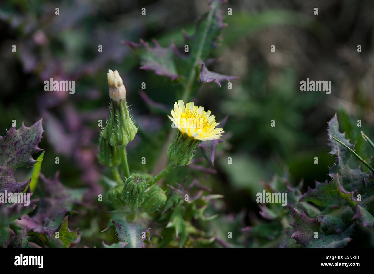 Smooth Sow-Thistle, Sonchus oleraceus, in flower Stock Photo
