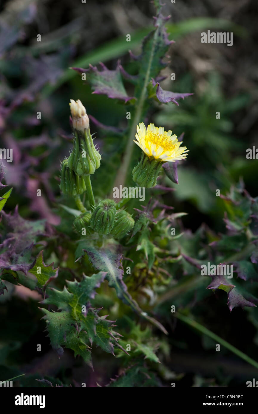 Smooth Sow-Thistle, Sonchus oleraceus, in flower Stock Photo