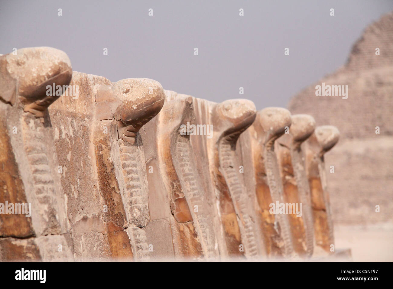 Cobras at Saqqara - Egpyt Stock Photo