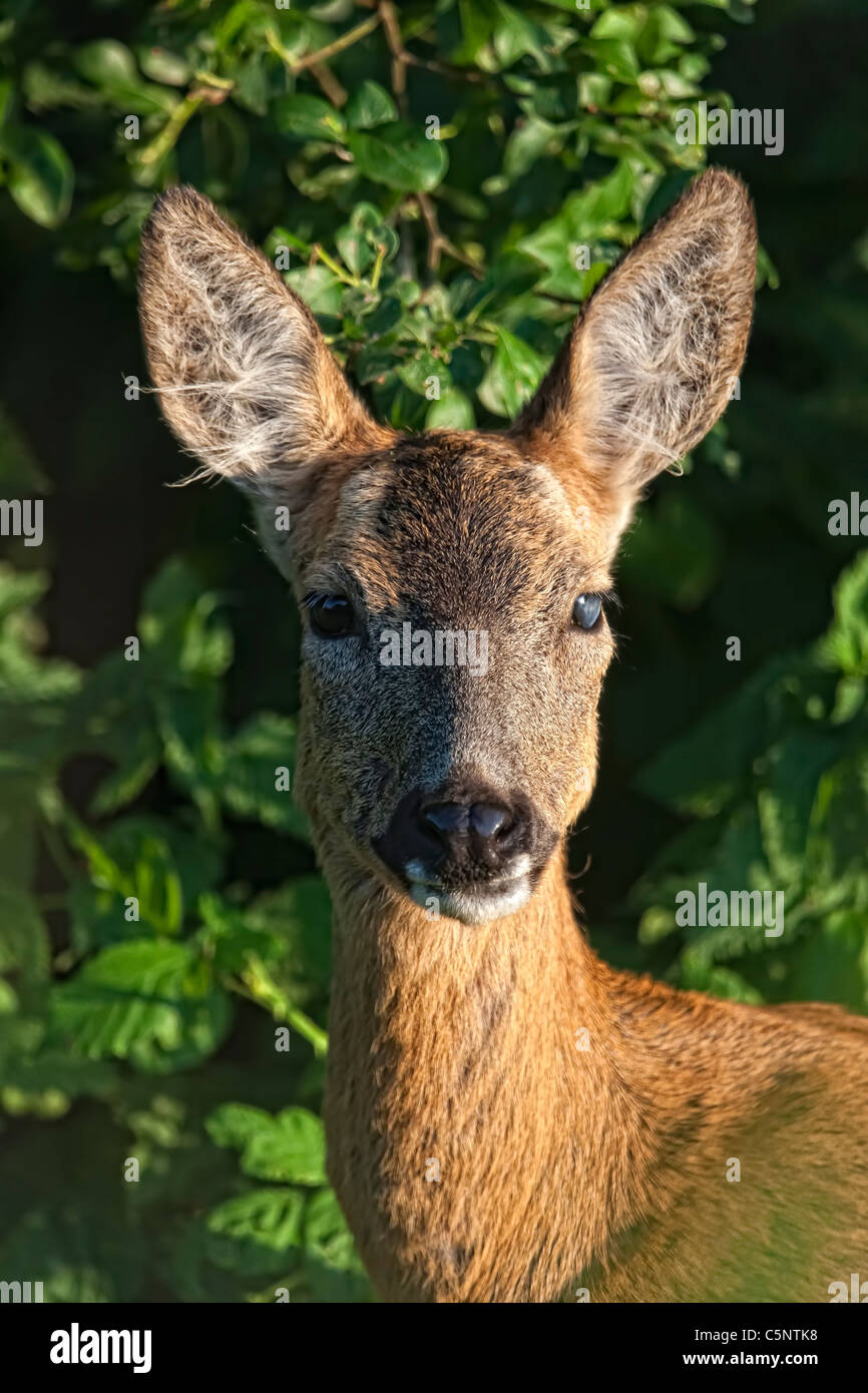 Roe deer (Capreolus capreolus) browsing on the low branches of Alder.at Ham Wall Reserve Stock Photo