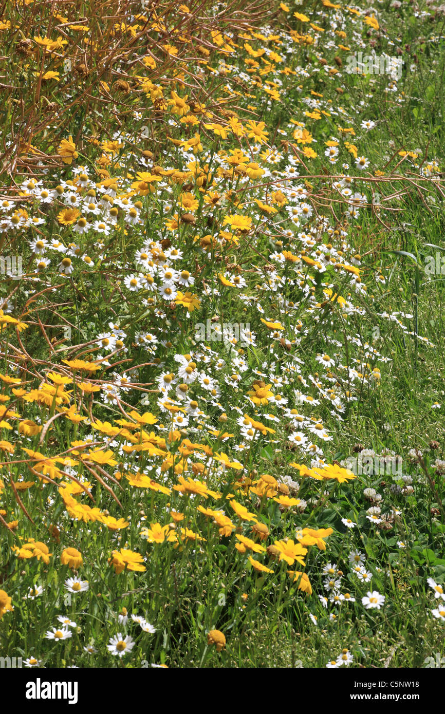 Wild flowers at the edge of a field near to Les Loges, Normandy, France Stock Photo