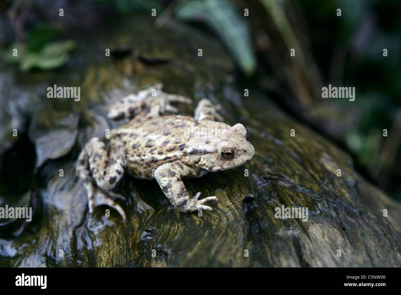 Juvenile Common Toad (Bufo bufo) on a log in a British garden Stock Photo