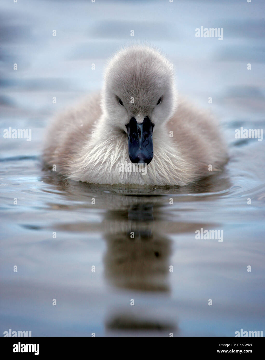 Mute Swan (Cygnus olor) cygnet on calm water Stock Photo