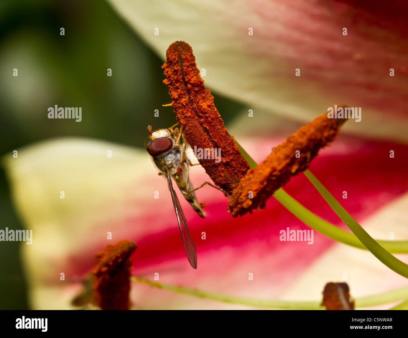 Hoverfly on lily Stock Photo Alamy