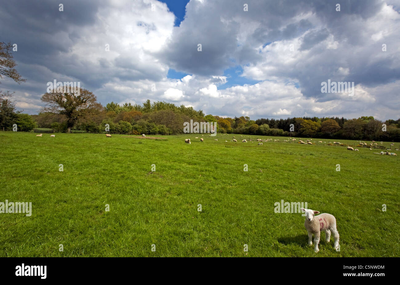 Solitary, isolated lamb in an English field Stock Photo