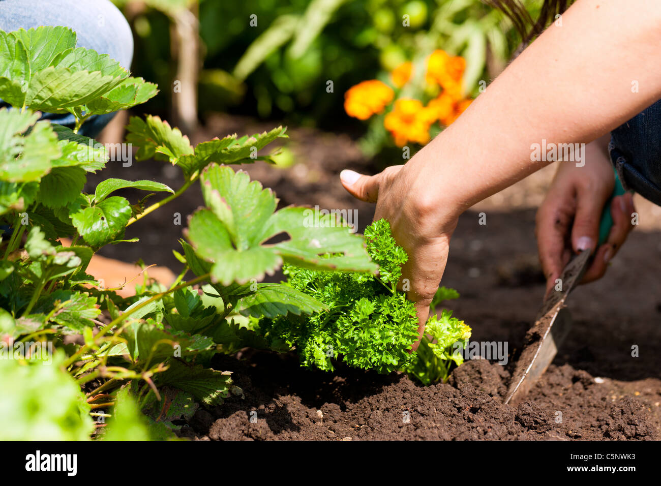 Gardening in summer - woman planting strawberries in a bed Stock Photo ...