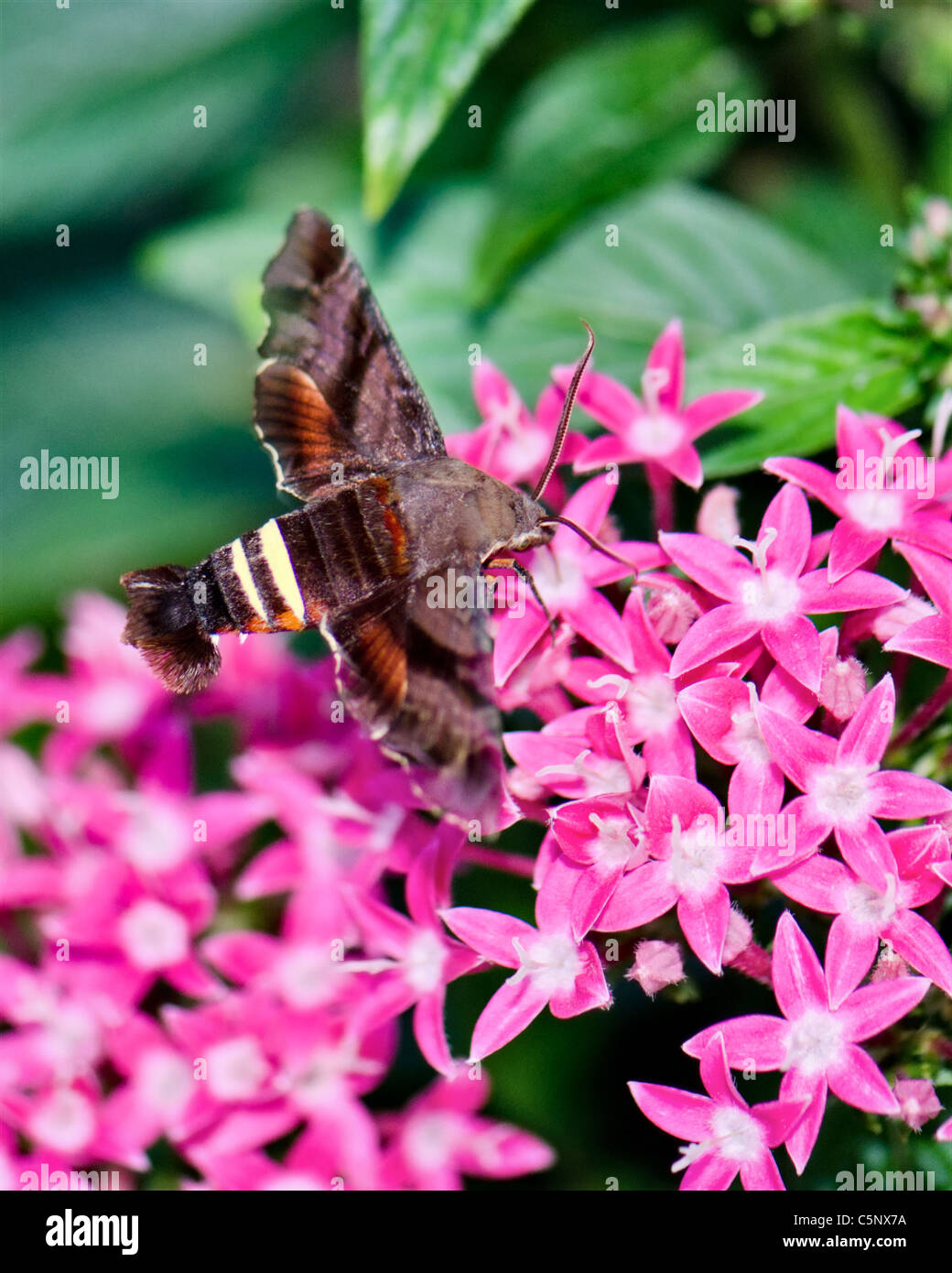 Nessus Sphinx moth, Amphion floridensis nectoring on pink Pintas Lanceolata. Oklahoma, USA. Stock Photo