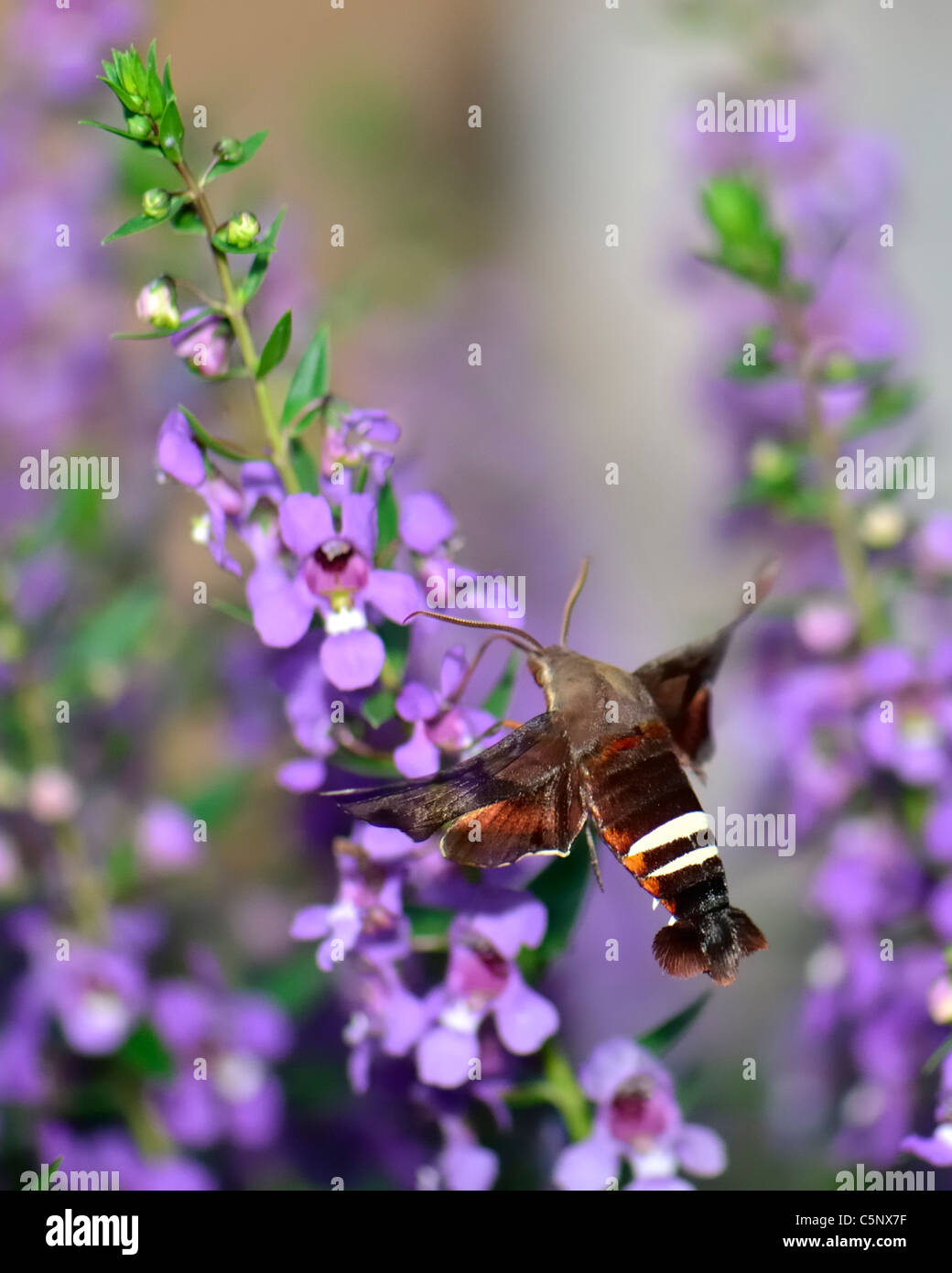 Nessus Sphinx moth, Amphion floridensis nectaring on Angelonia serena flowers. Stock Photo