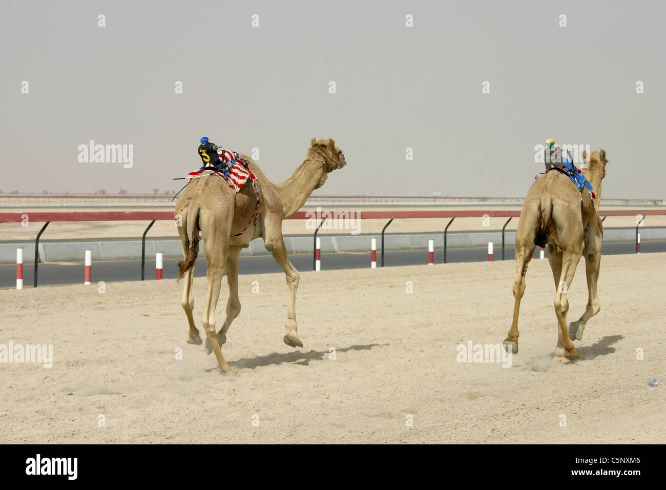 Camel Racing in Dubai, U.A.E. Stock Photo