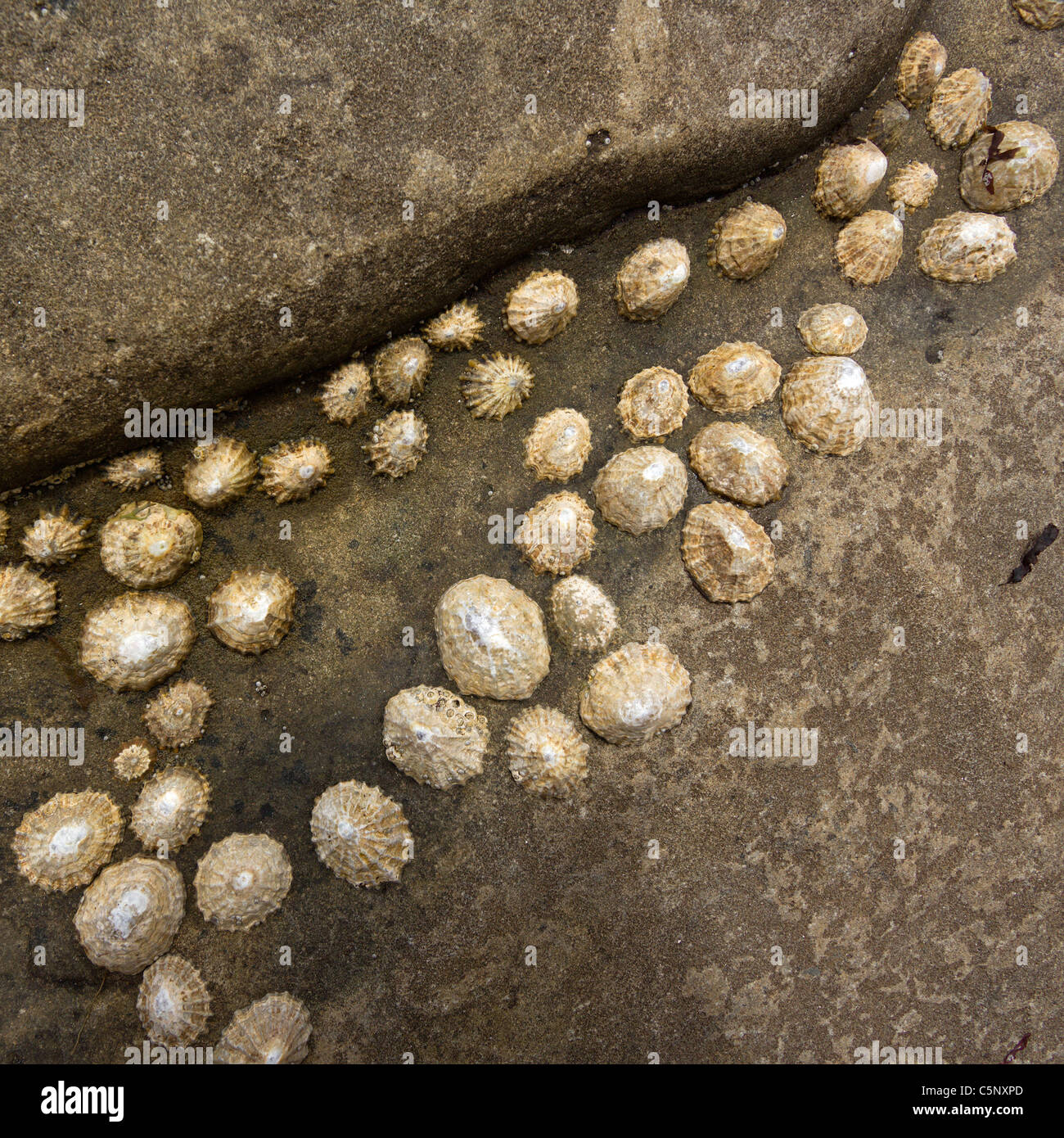 Limpets (Patella Vulgata) on brown rock Stock Photo