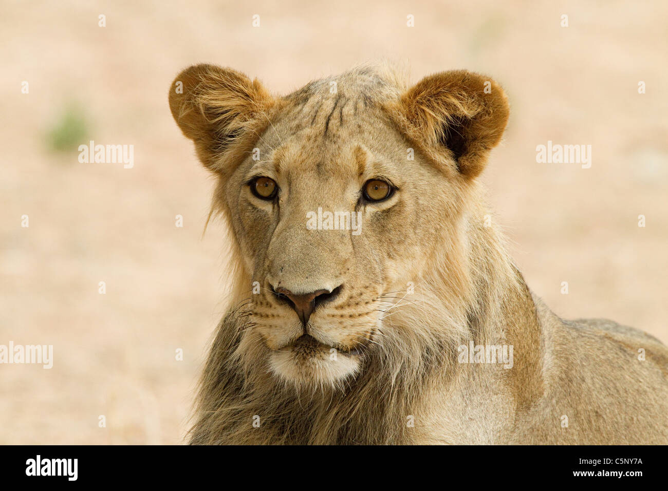 Young male lion, close up Stock Photo - Alamy