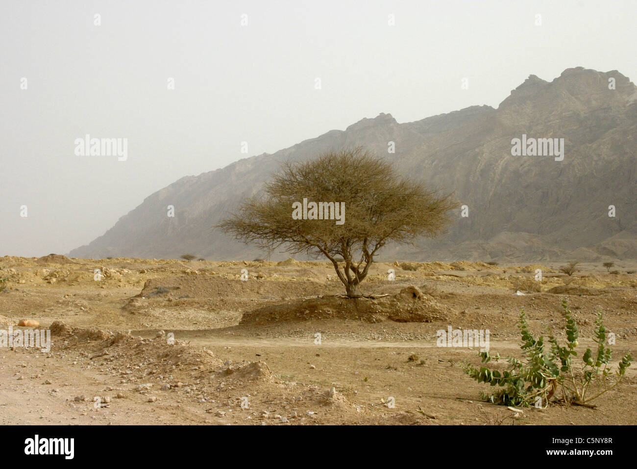 Tree in Al Manama mountains, U.A. E. Stock Photo