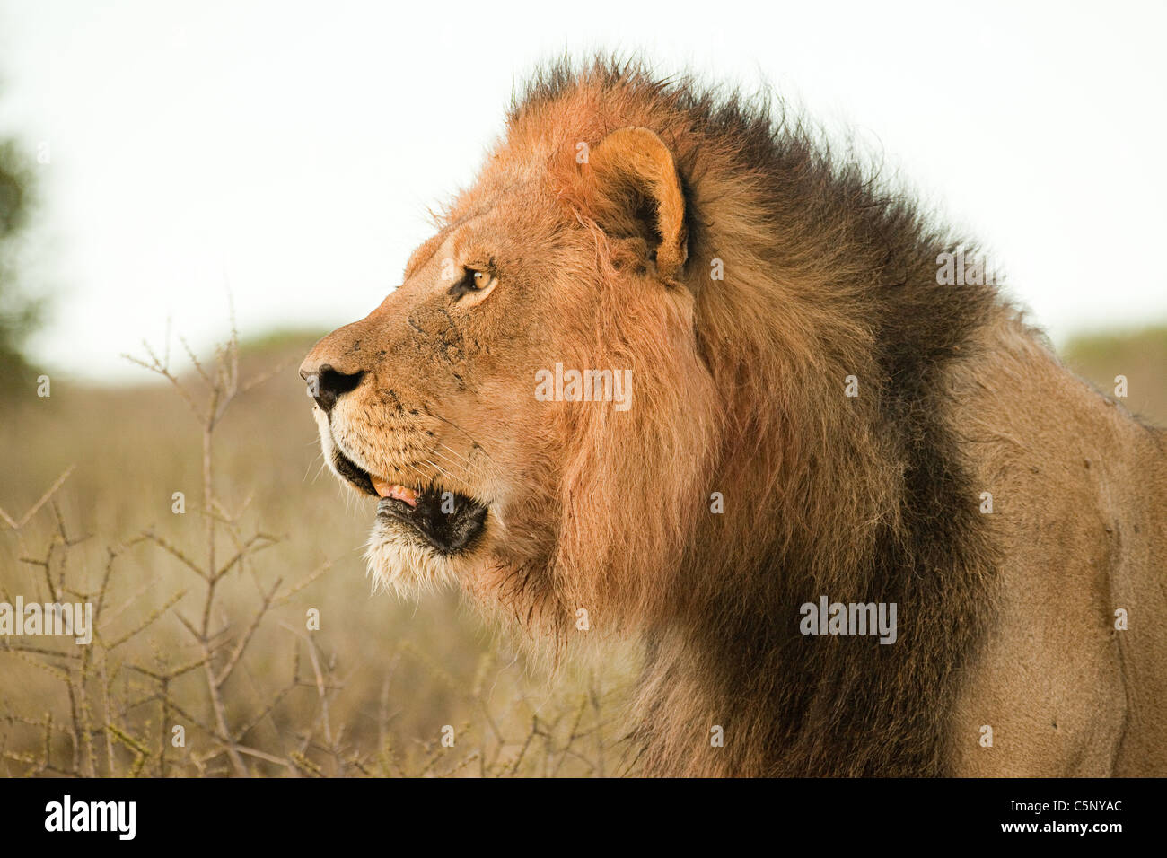 Male lion, head shot Stock Photo