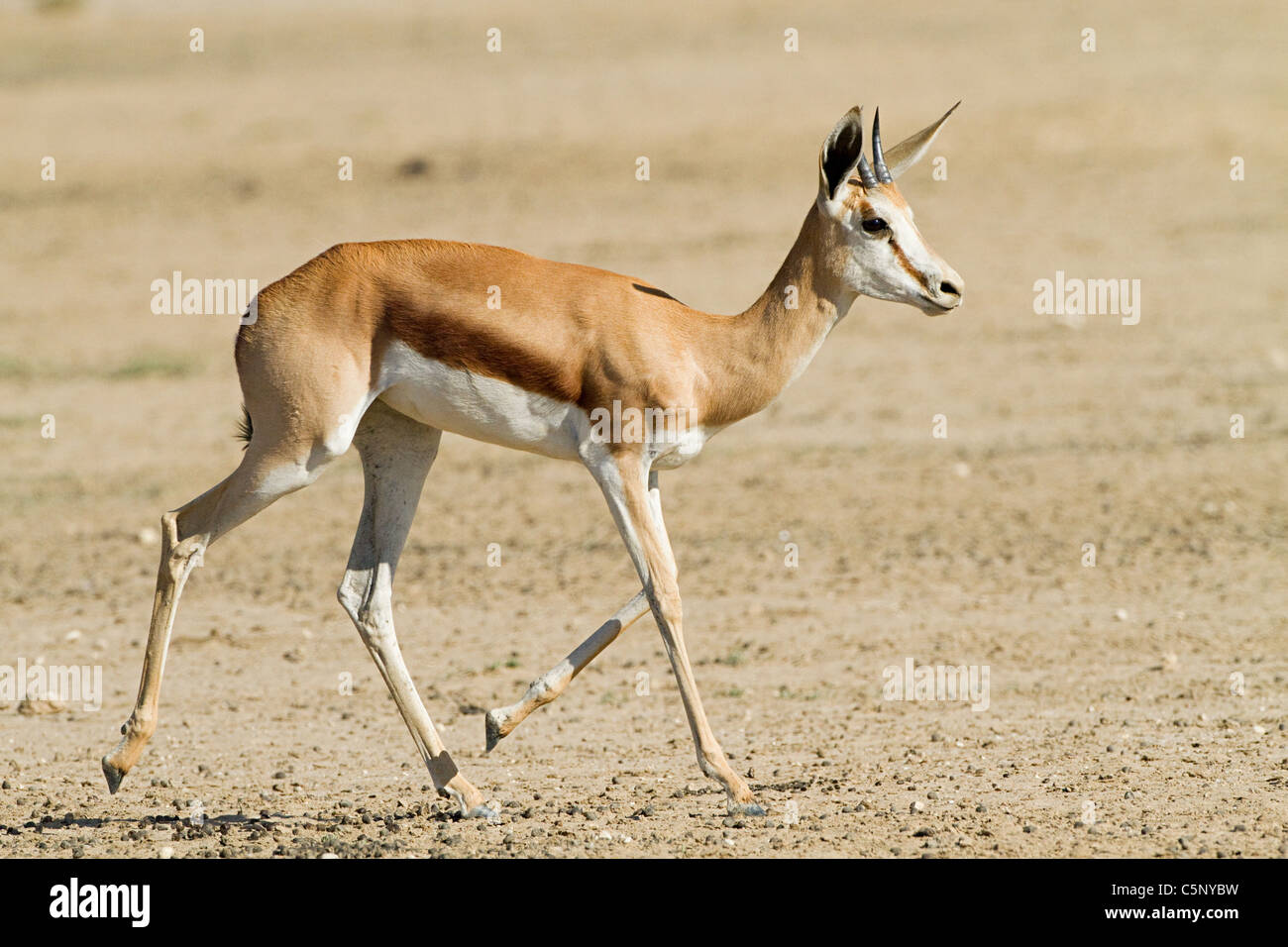 Springbok Walk Springbok antelope walking in hi-res stock photography and images - Alamy