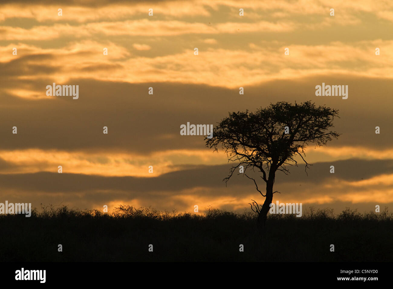 Sunset, Kalahari Desert, Southern Africa, Africa Stock Photo Alamy