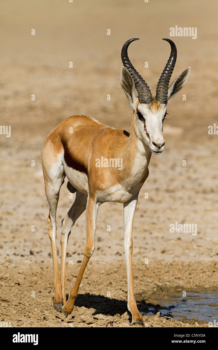 Springbok antelope standing in hi-res stock photography and images - Alamy