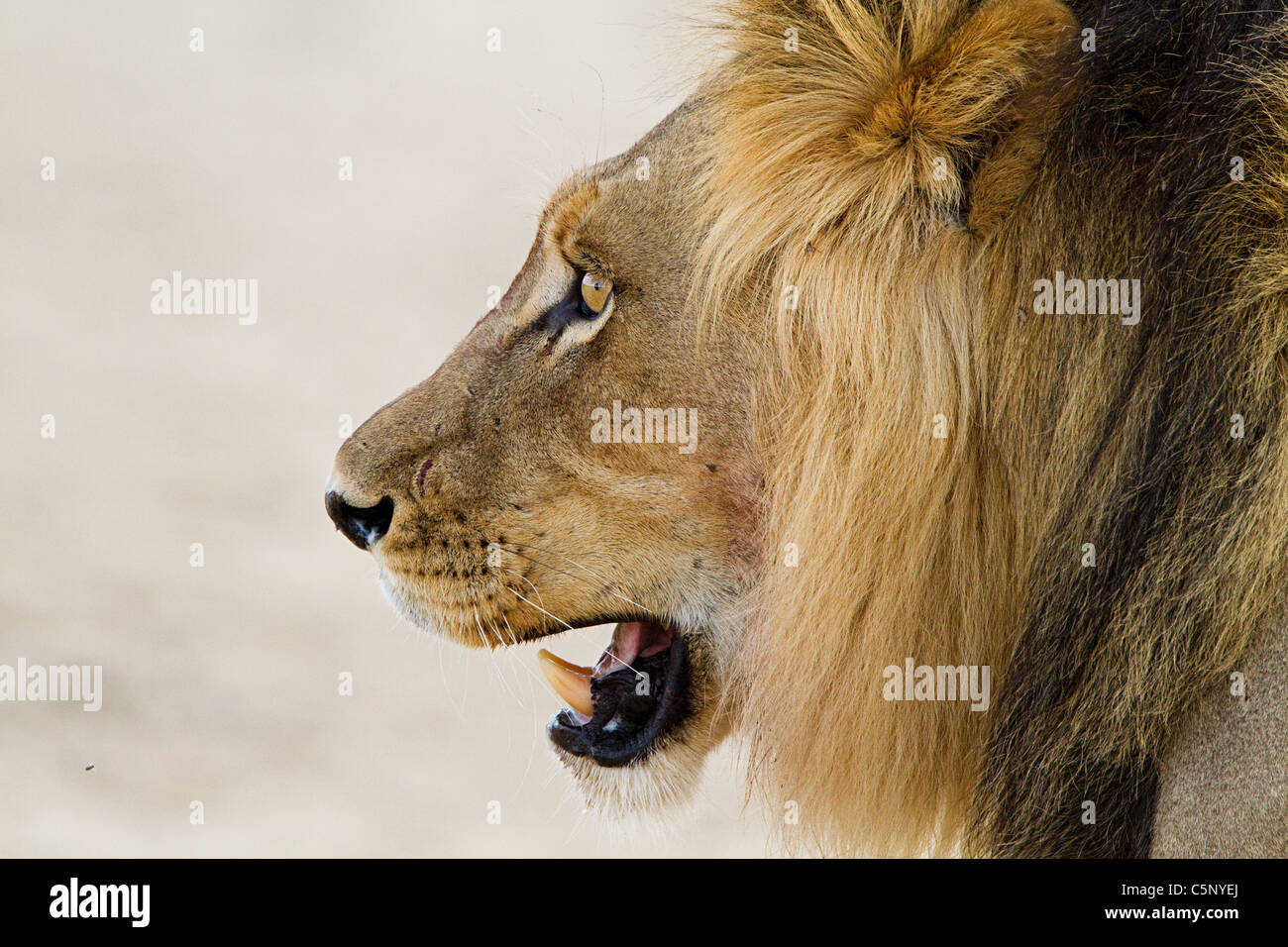Male lion, head shot Stock Photo
