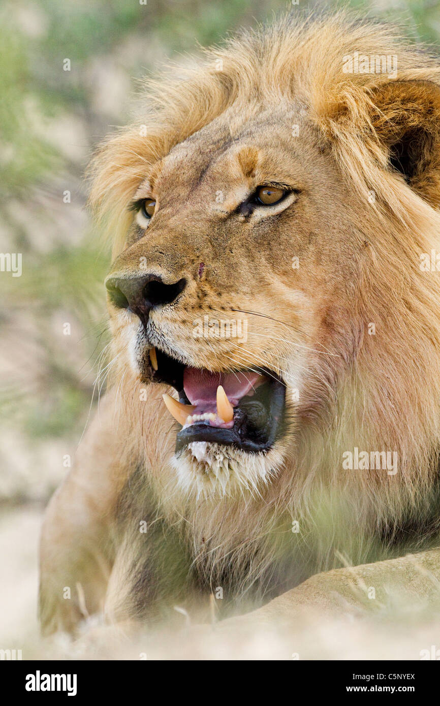 Male African lion, head shot Stock Photo