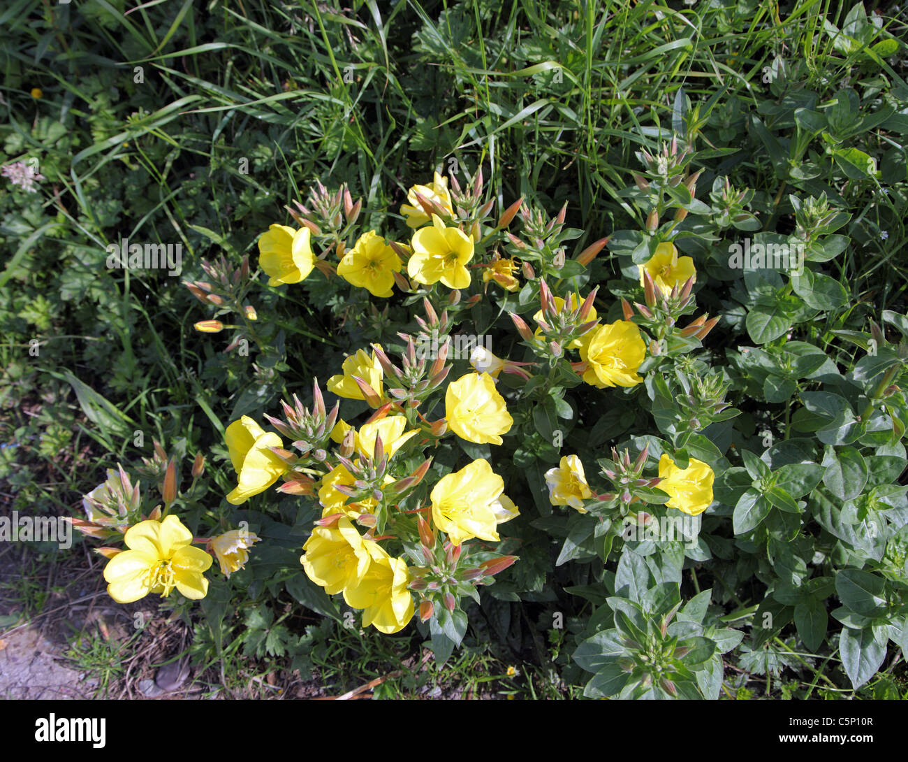 Evening Primrose; Oenothera biennis, naturalised Irish wildflower, Co Kerry hedgerow Stock Photo