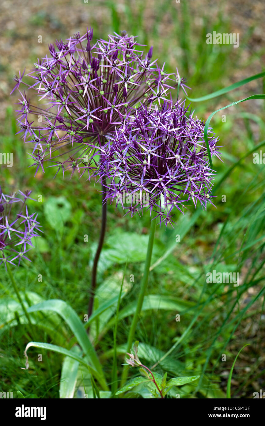 Allium Christophii flowers Stock Photo