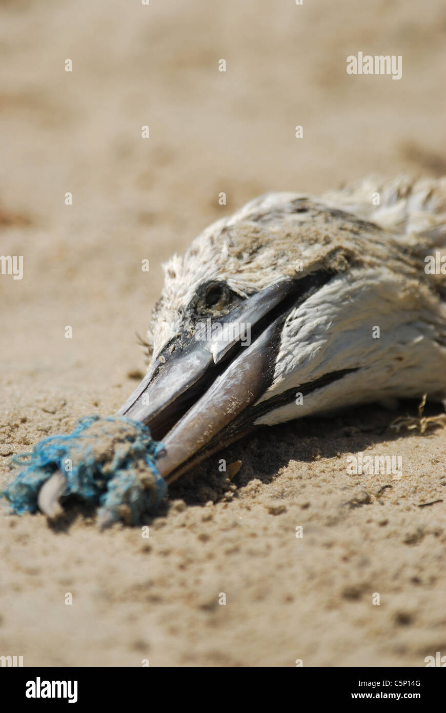 Dead Northern Gannet on Tanji beach, Gambia Stock Photo