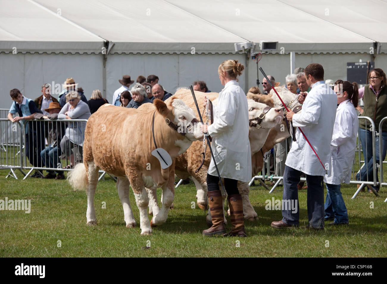 Cattle judging at the 2011 South of England Agricultural show Stock