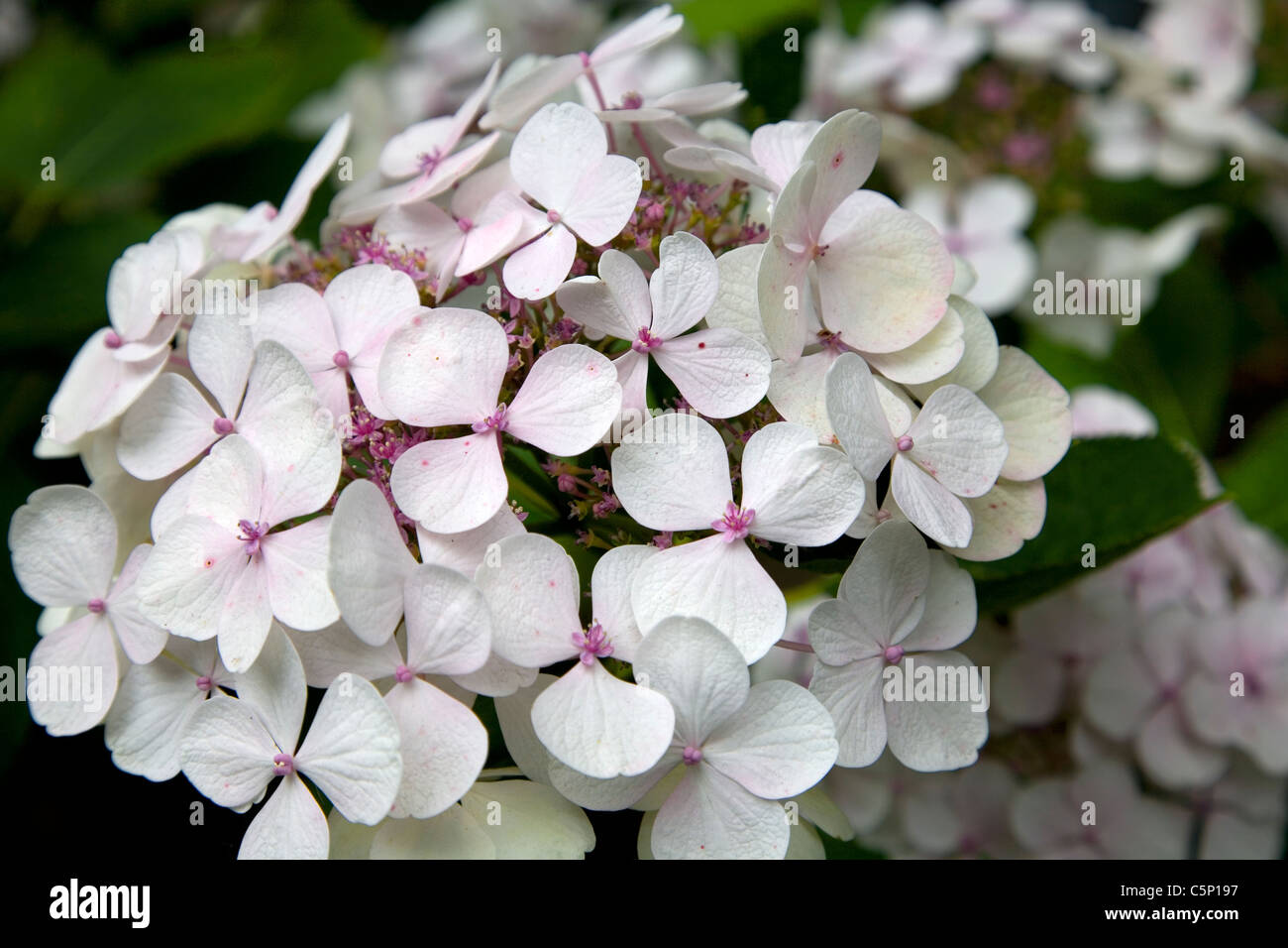 Lace cap hydrangea hires stock photography and images Alamy