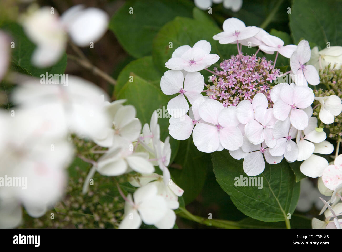 Hydrangea Lace Cap Flowers Stock Photo