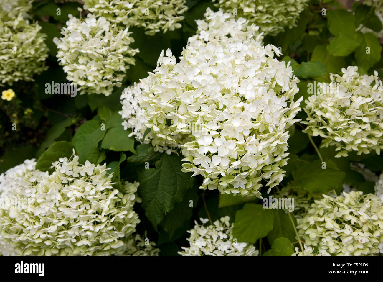 Hydrangea annabelle flowers hi-res stock photography and images - Page 3 -  Alamy