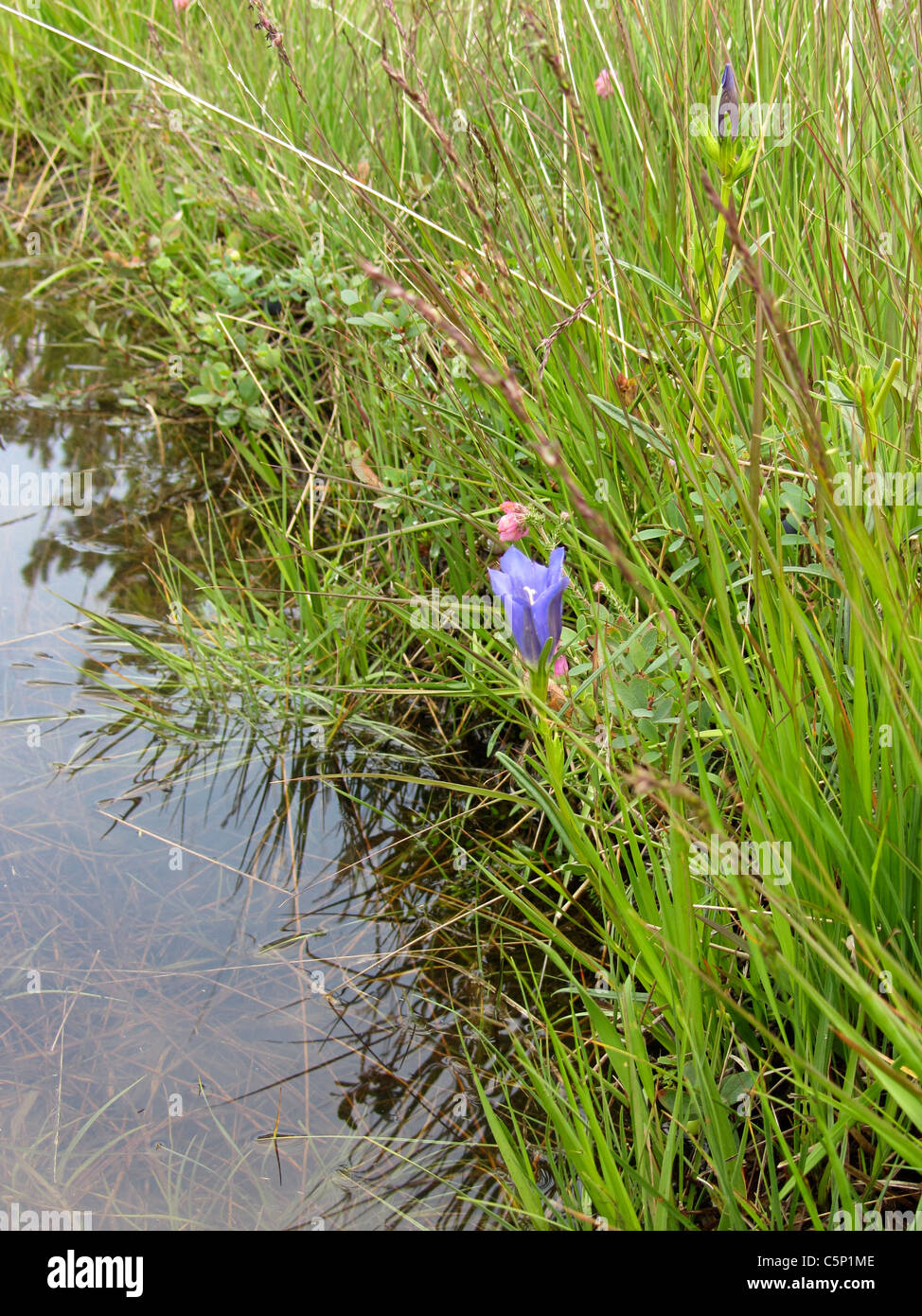 Marsh Gentian (Gentiana pneumonanthe) growing along a flooded track, Romo, Jutland, Denmark Stock Photo