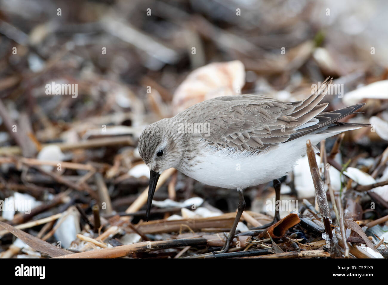 Dunlin (Calidris alpina) in winter plumage Stock Photo