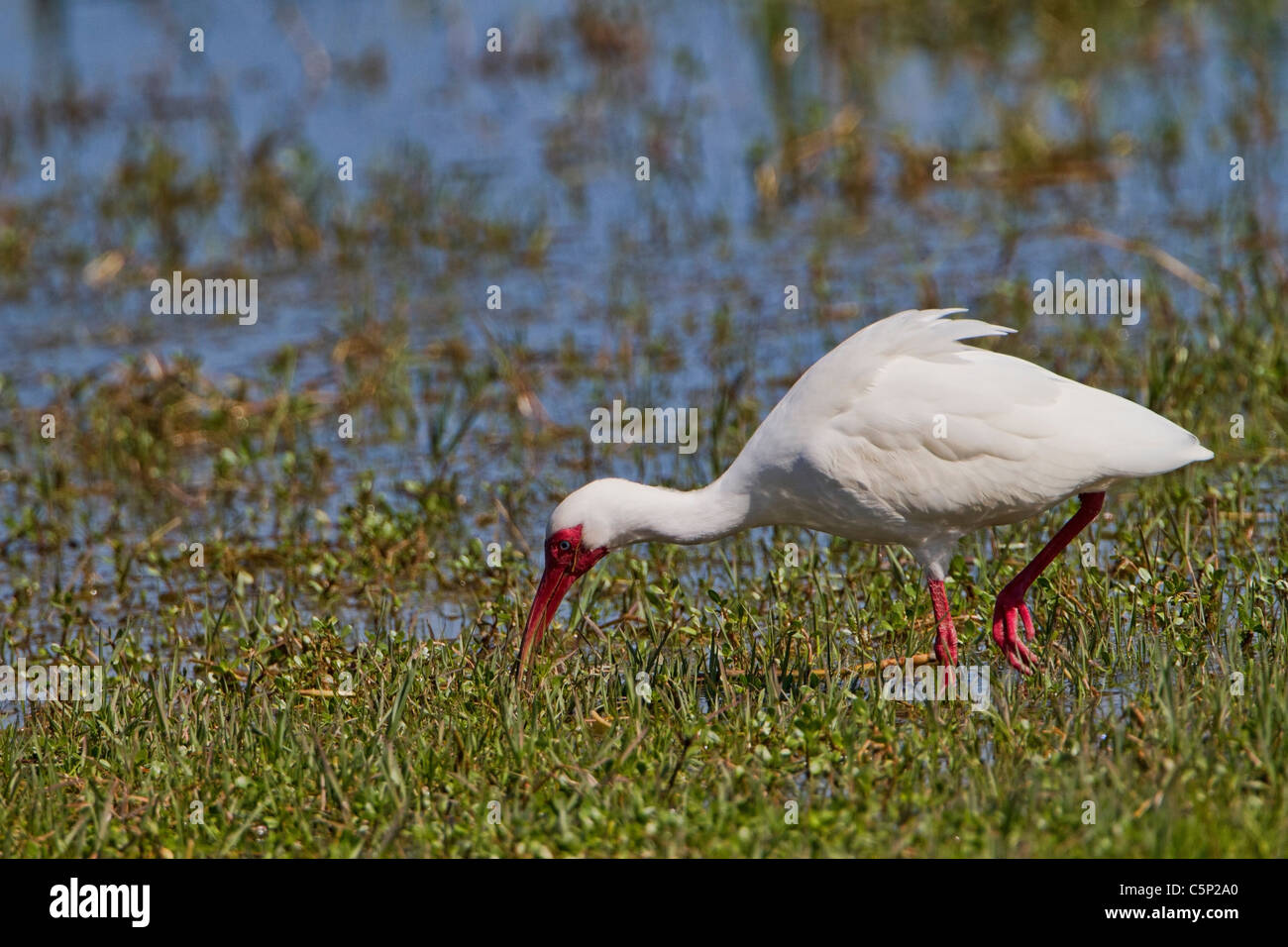 White Ibis (Eudocimus rubber) Stock Photo