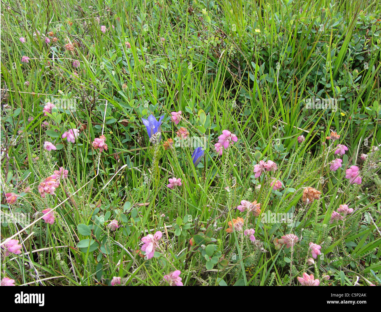 Marsh Gentian (Gentiana pneumonanthe) and Cross-leaved heath (Erica tetralix) Stock Photo