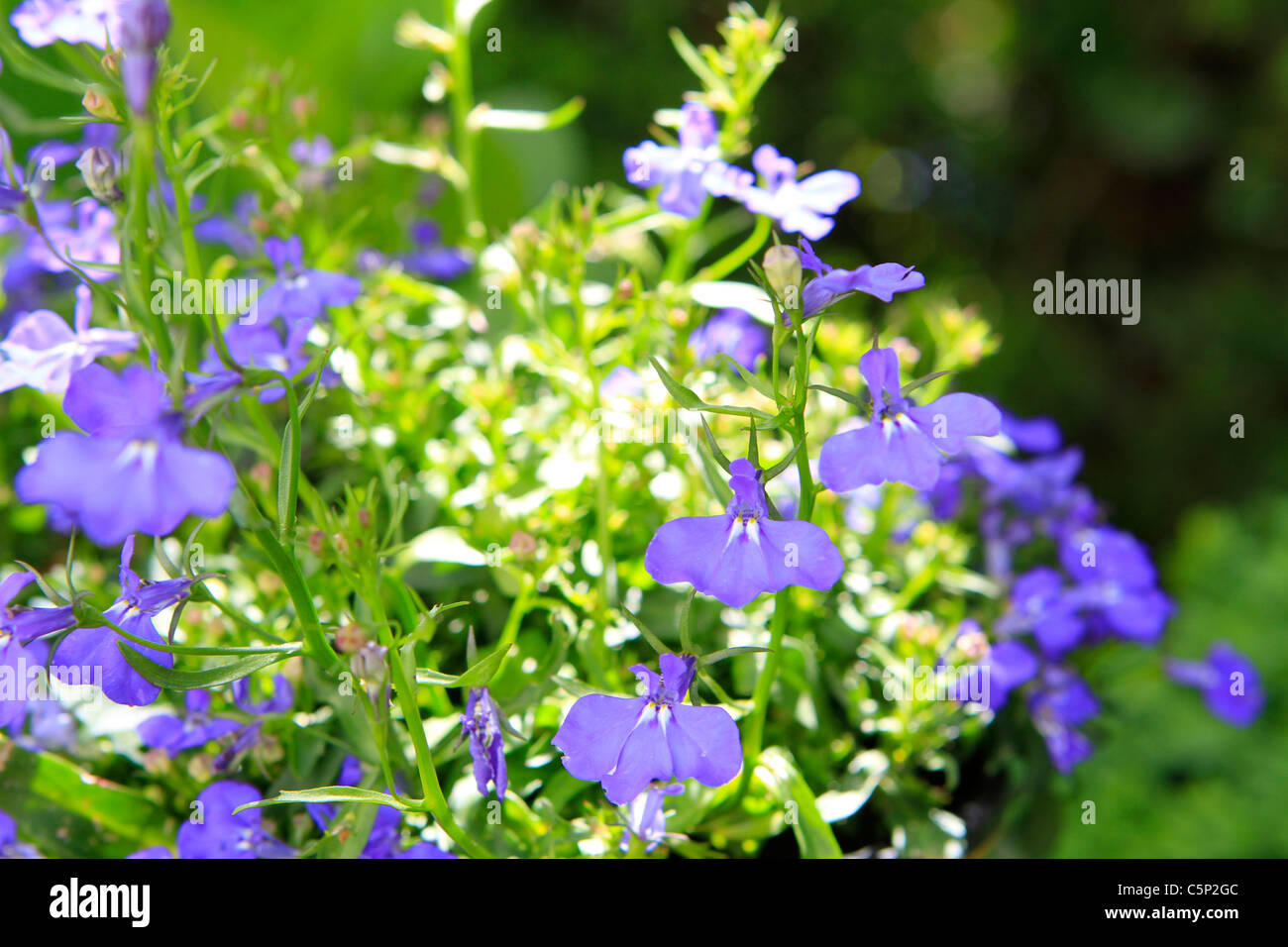 Blooming garden flowers, lobelia Stock Photo