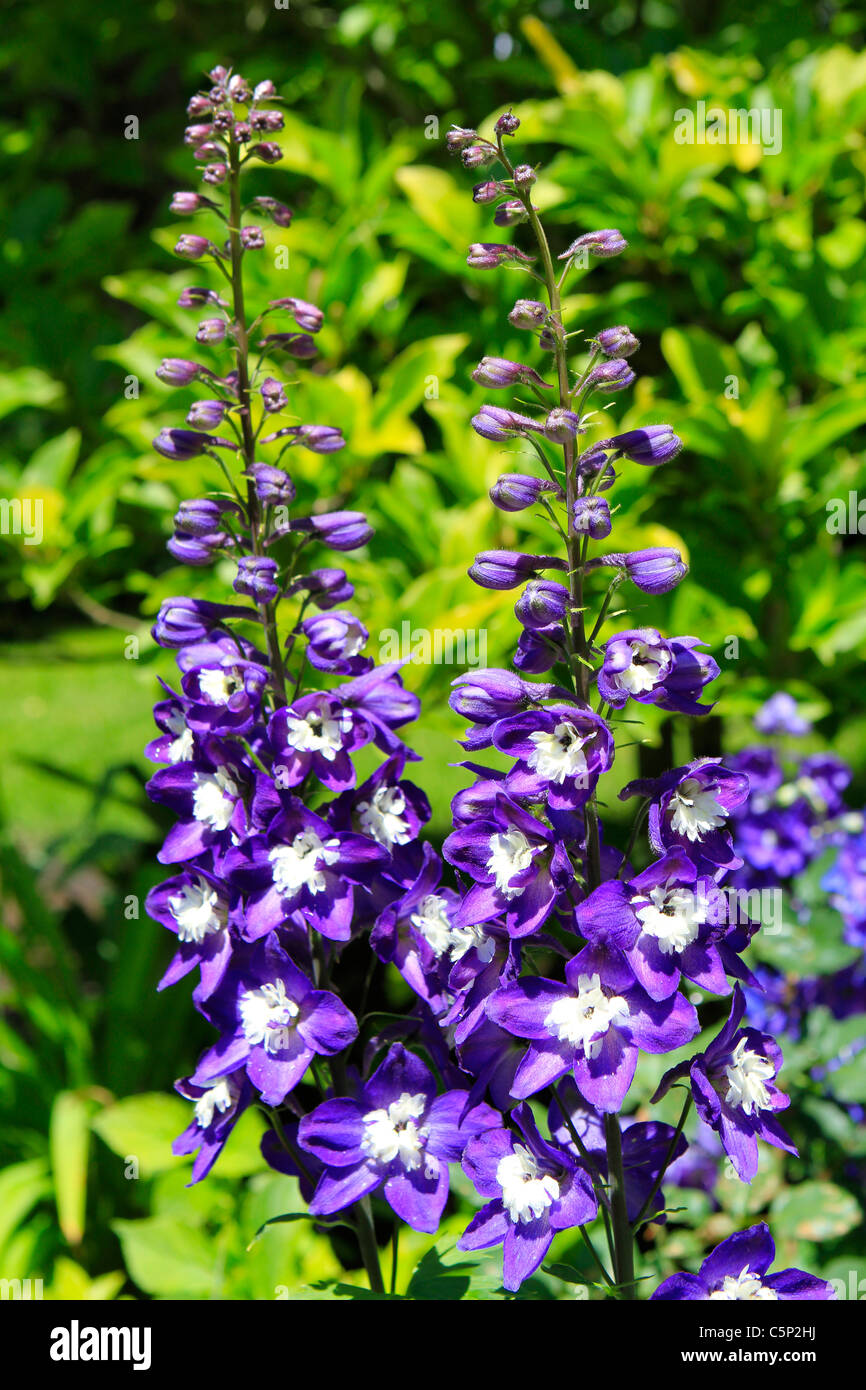 Blooming larkspur flowers, Delphinium Stock Photo - Alamy