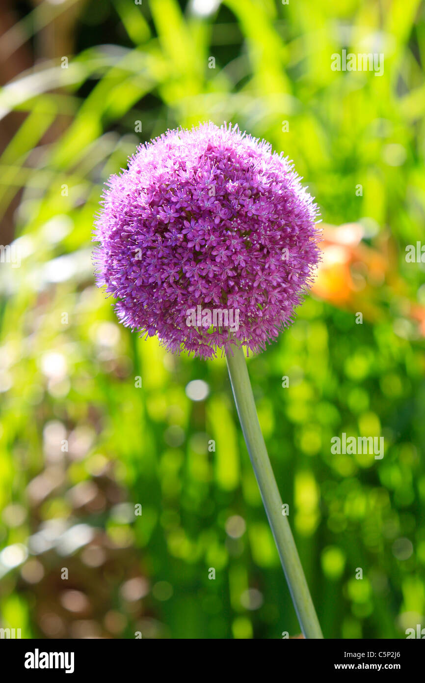 Flower of a decorative onion Allium nigrum Stock Photo