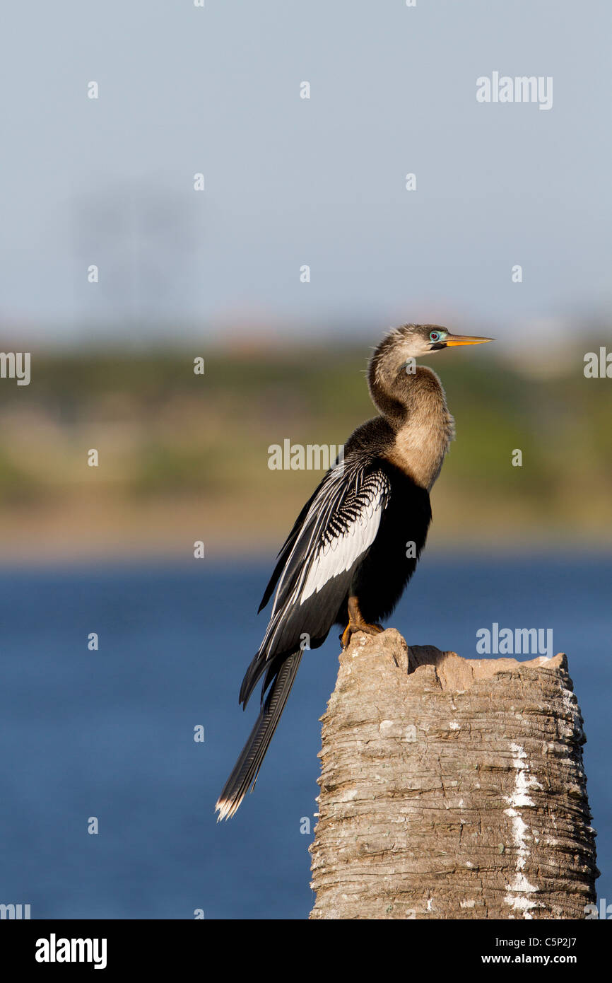 Anhinga (Anhinga anhinga) Stock Photo