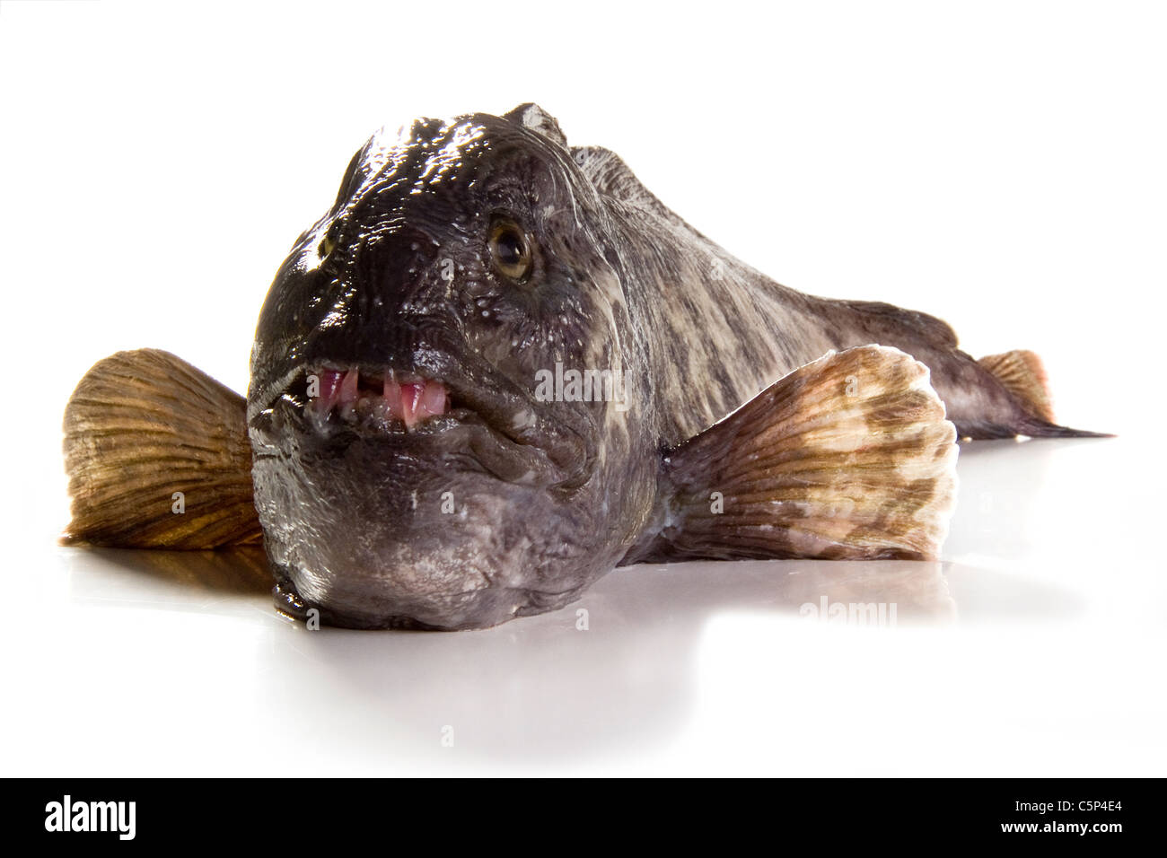Wolffish hi-res stock photography and images - Alamy