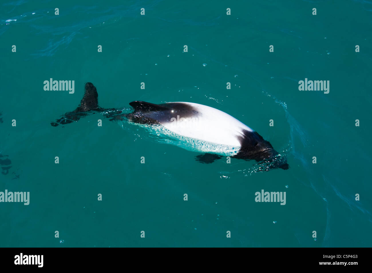 Commerson's Dolphin or Skunk Dolphin (Cephalorhynchus commersonii
