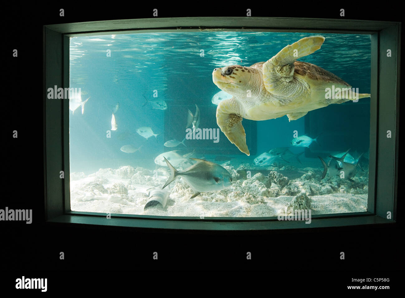 Sea turtle in aquarium Stock Photo Alamy