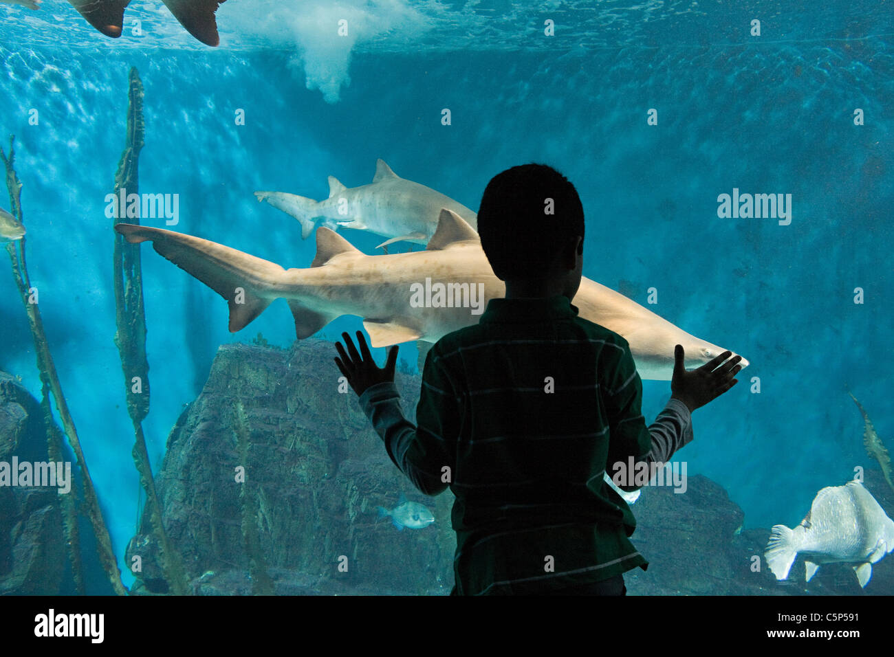 Boy watching sharks in aquarium Stock Photo - Alamy