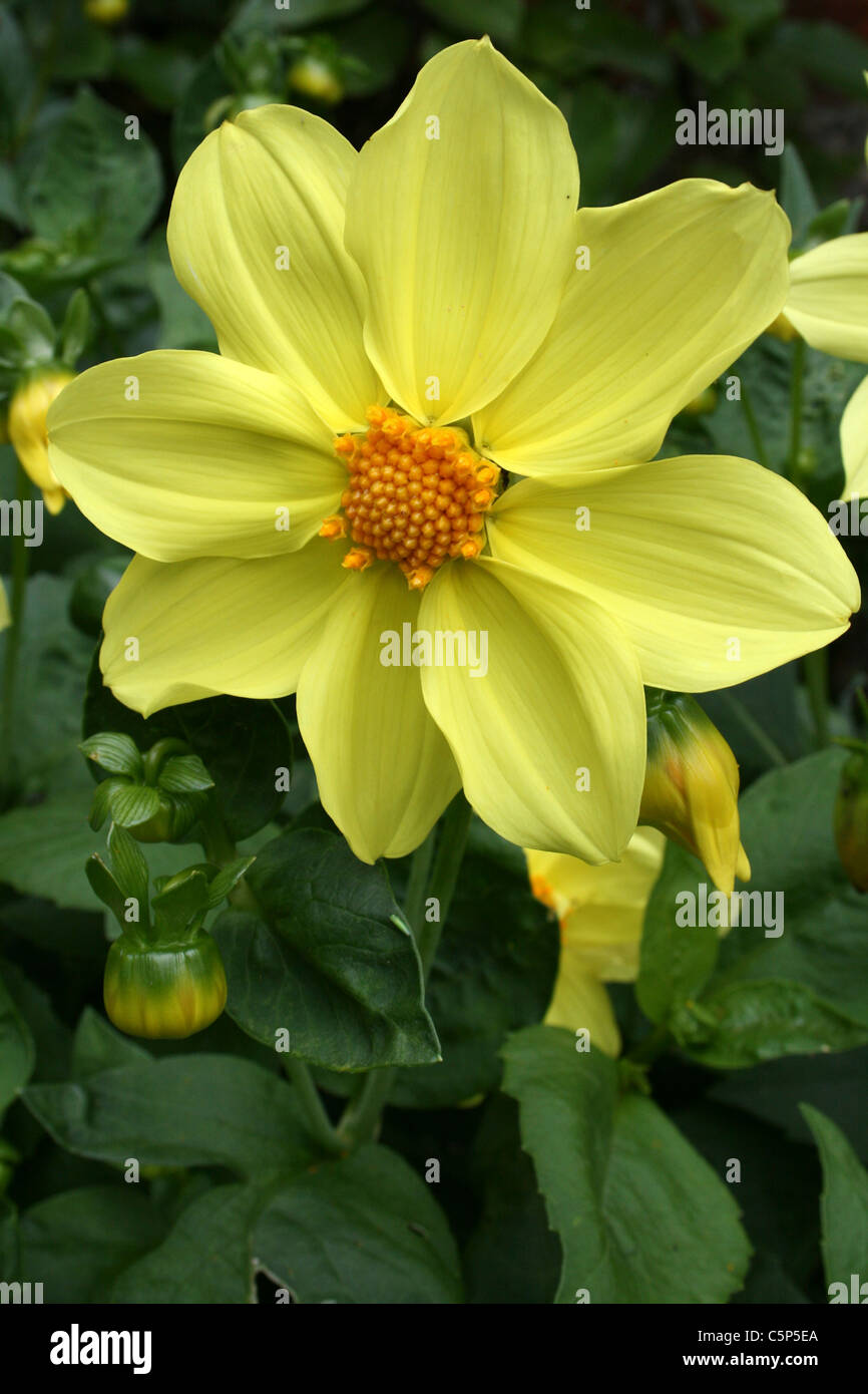 Yellow Garden Flower, Lincolnshire, UK Stock Photo