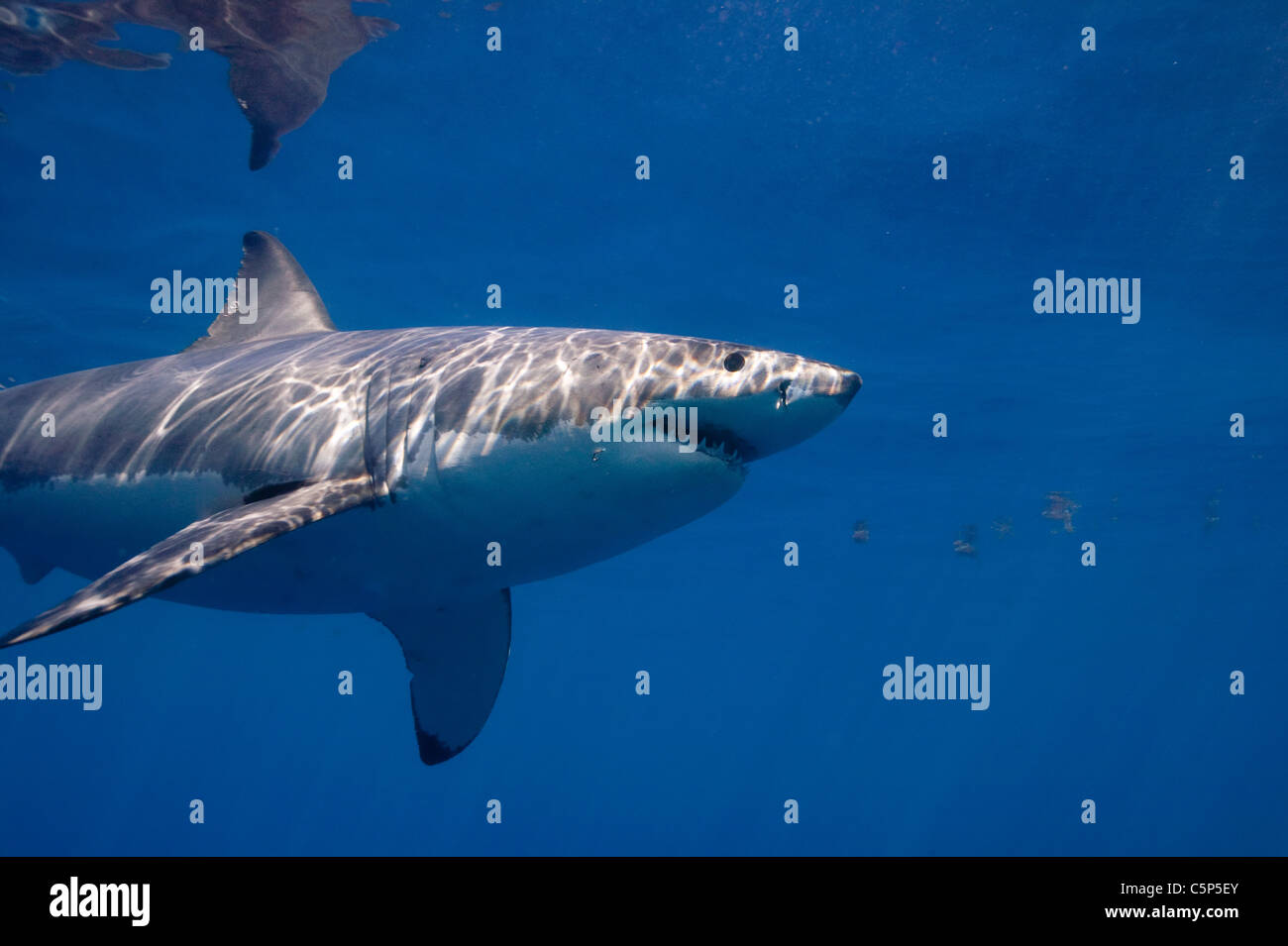 Profile of a Great white shark Stock Photo