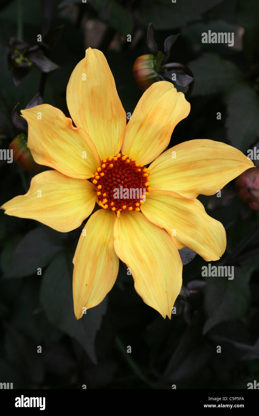 Yellow Garden Flower, Lincolnshire, UK Stock Photo